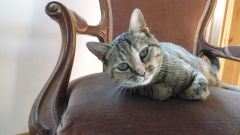 Miau ( Europäische Kurzhaar) - Inge Jonas