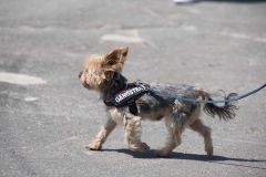 Luigi (Yorki) - Inge Jonas