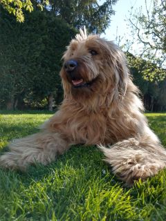 Bonny (Bouvier) - Inge Jonas