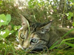 Miau ( Europäische Kurzhaar) - Inge Jonas